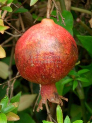 granátové jablko