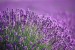 levandule